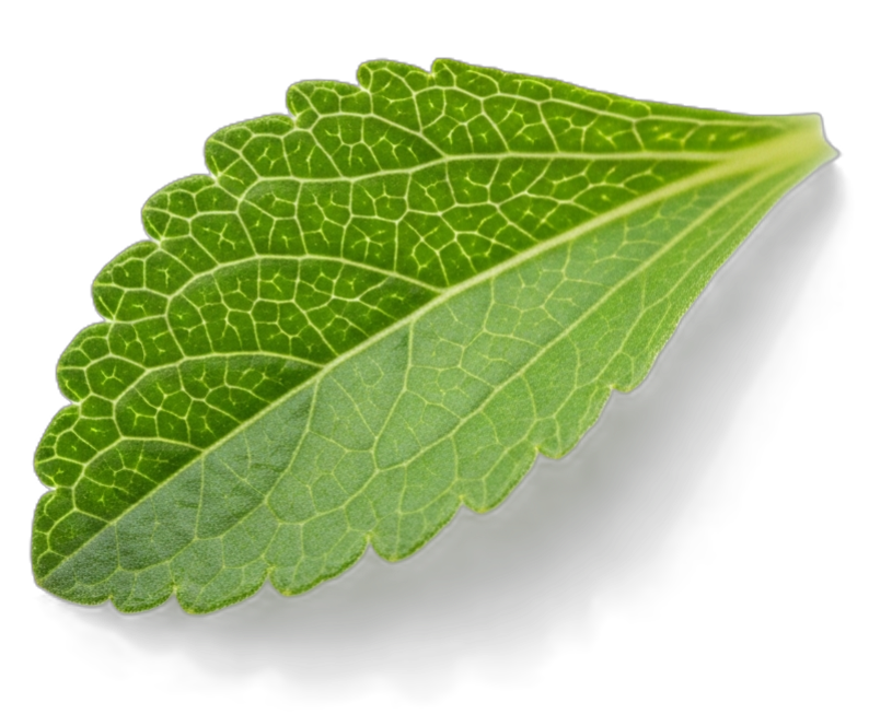 Stevia